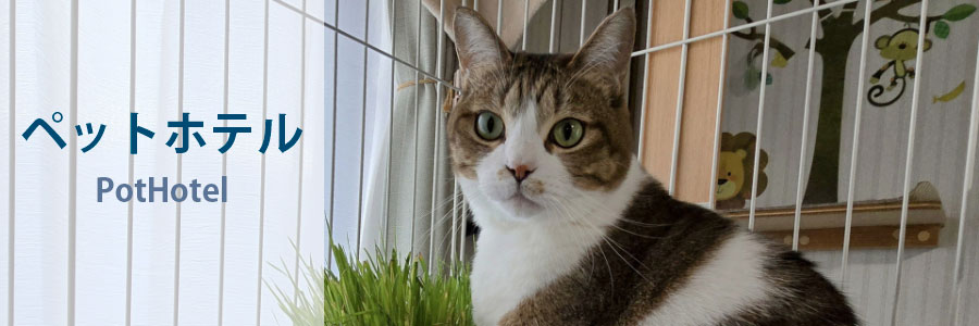 ペットホテル