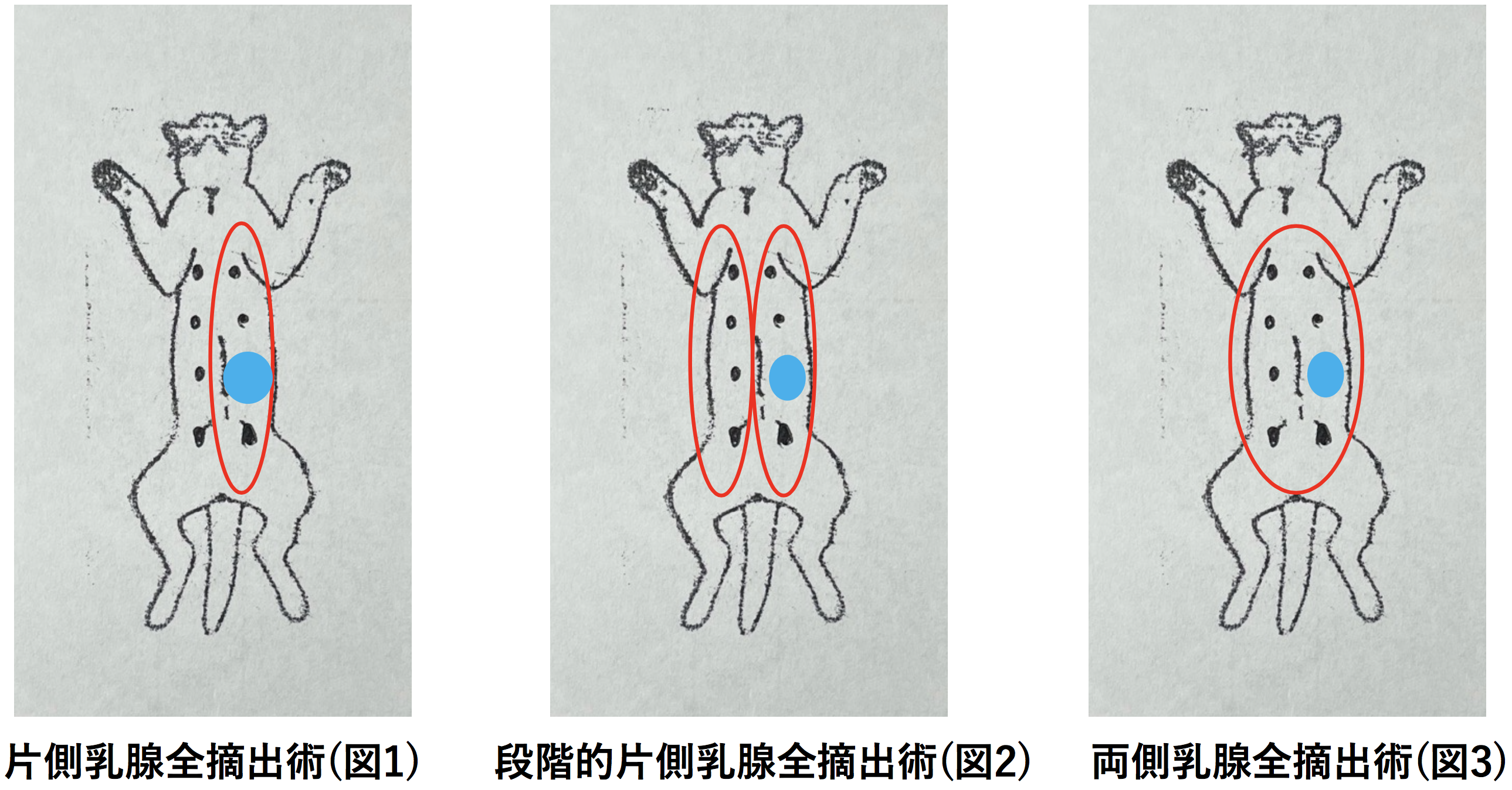 猫の乳腺腫瘍について | 北光犬猫病院