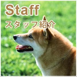 Staff スタッフ紹介
